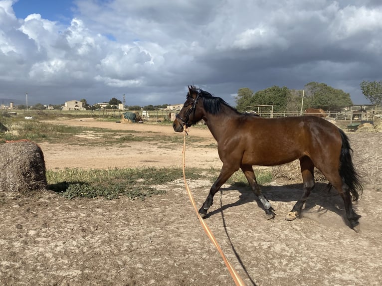 Spanisches Sportpferd Wallach 4 Jahre Dunkelbrauner in Palma De Mallorca