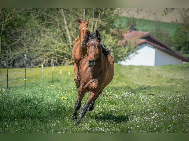 Spanisches Sportpferd Mix Wallach 5 Jahre 148 cm Brauner in Neumarkt-Sankt Veit