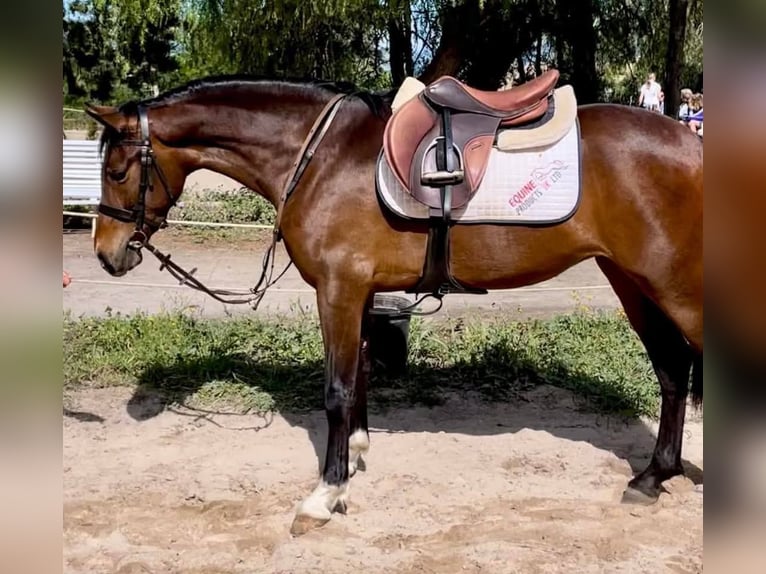 Spanisches Sportpferd Mix Wallach 5 Jahre 148 cm Rotbrauner in Malaga