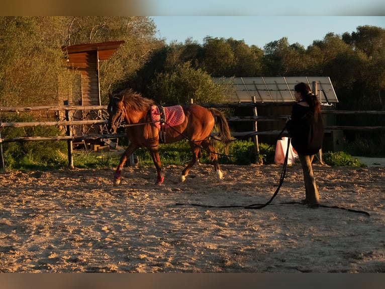 Spanisches Sportpferd Mix Wallach 5 Jahre 153 cm Dunkelfuchs in Vejer