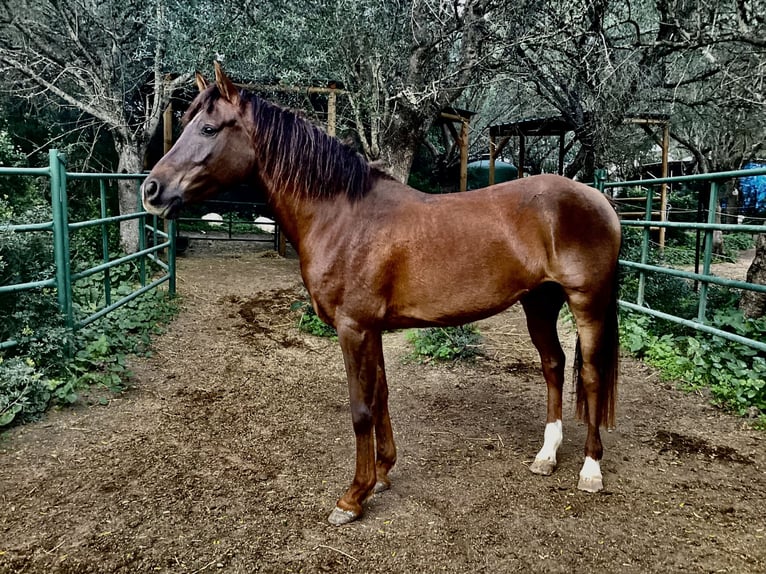 Spanisches Sportpferd Mix Wallach 5 Jahre 153 cm Dunkelfuchs in Vejer