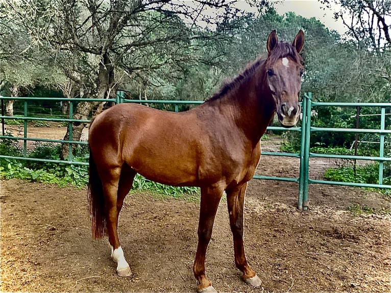 Spanisches Sportpferd Mix Wallach 5 Jahre 153 cm Dunkelfuchs in Vejer