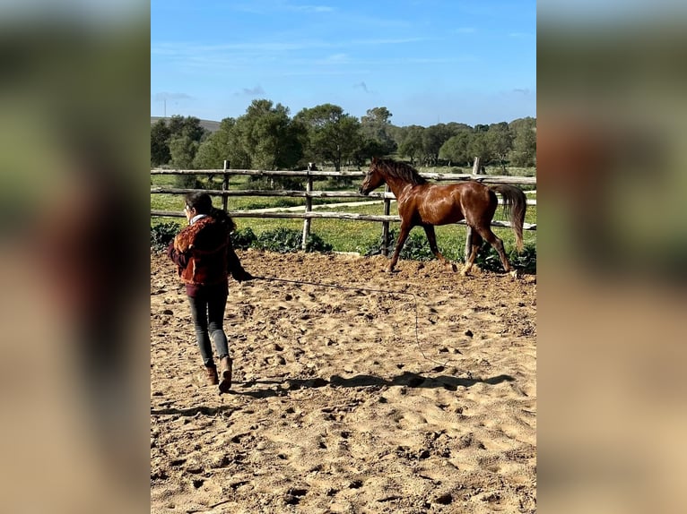 Spanisches Sportpferd Mix Wallach 5 Jahre 153 cm Dunkelfuchs in Vejer