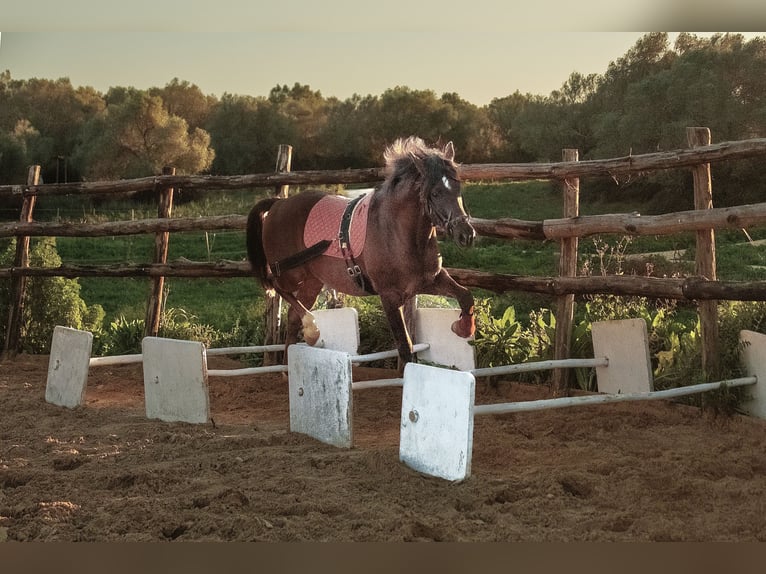 Spanisches Sportpferd Mix Wallach 5 Jahre 153 cm Dunkelfuchs in Vejer