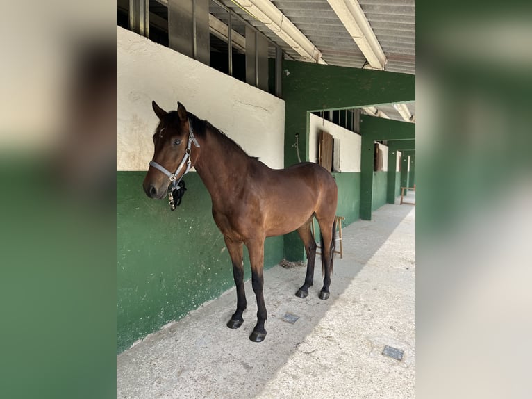 Spanisches Sportpferd Wallach 5 Jahre 156 cm Brauner in Cardedeu