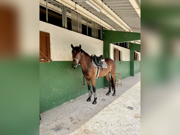 Spanisches Sportpferd Wallach 5 Jahre 156 cm Brauner in Cardedeu