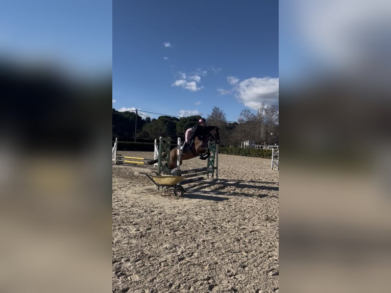 Spanisches Sportpferd Wallach 5 Jahre 156 cm Brauner in Cardedeu