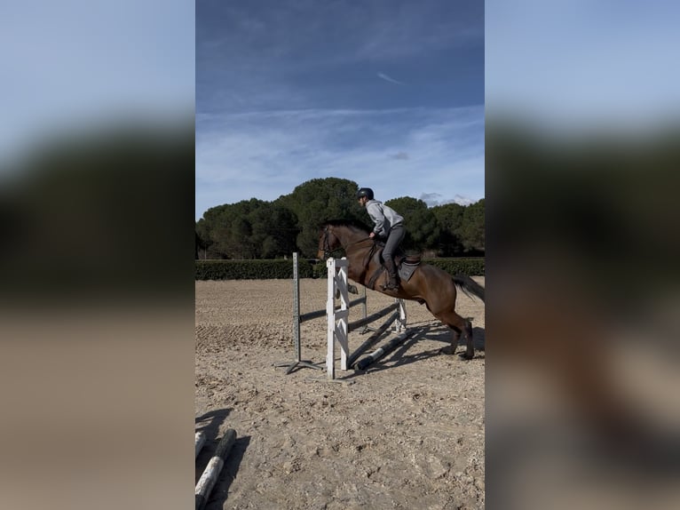 Spanisches Sportpferd Wallach 5 Jahre 158 cm Brauner in Cardedeu