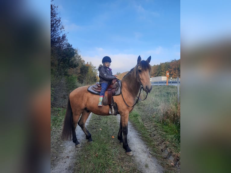 Spanisches Sportpferd Wallach 5 Jahre 158 cm Buckskin in Bad Mergentheim