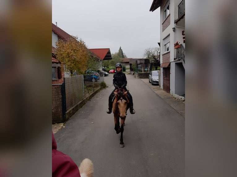 Spanisches Sportpferd Wallach 5 Jahre 158 cm Buckskin in Bad Mergentheim