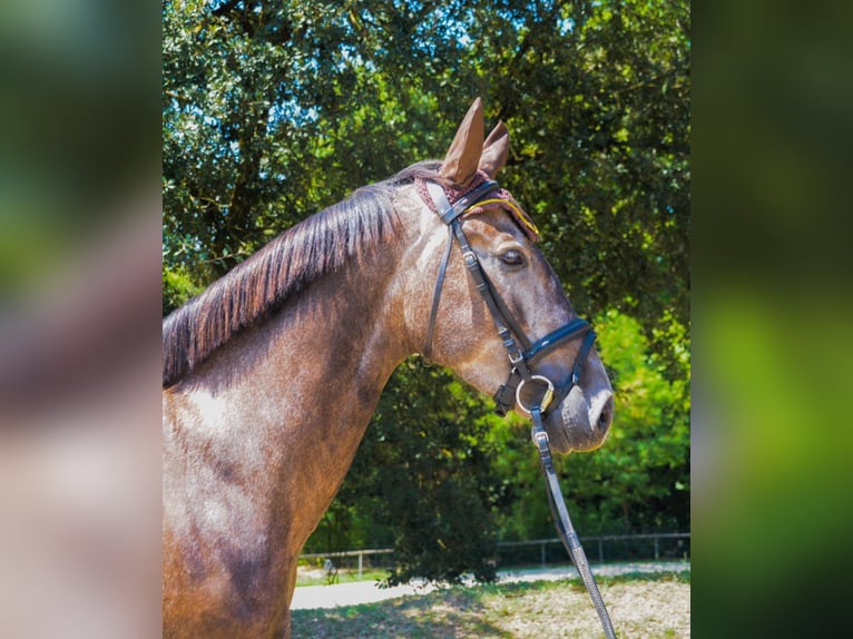 Spanisches Sportpferd Wallach 5 Jahre 160 cm Schimmel in El Moli