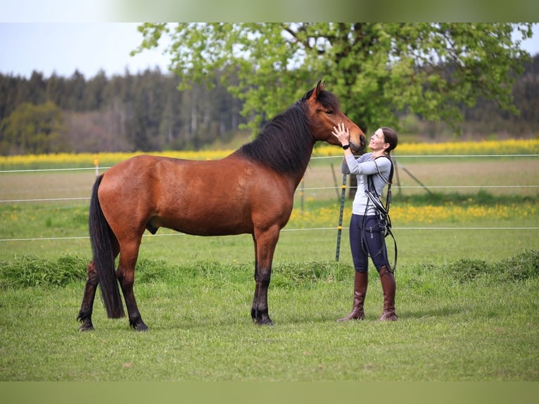 Spanisches Sportpferd Wallach 5 Jahre 161 cm Brauner in Raitenbuch
