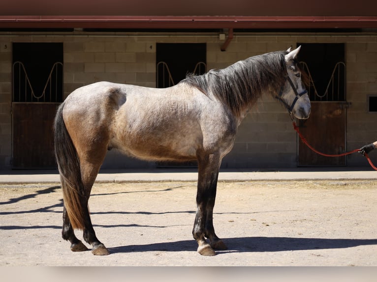 Spanisches Sportpferd Wallach 5 Jahre 165 cm Schimmel in Torrelles De Llobregat