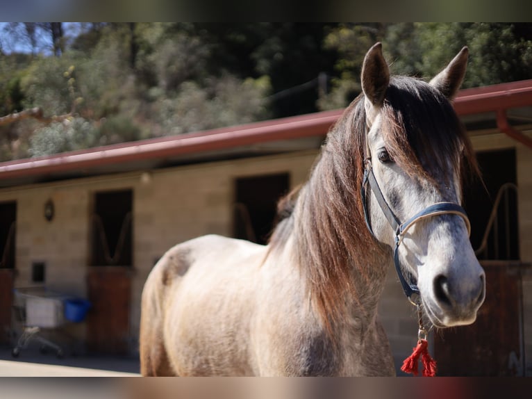 Spanisches Sportpferd Wallach 5 Jahre 165 cm Schimmel in Torrelles De Llobregat