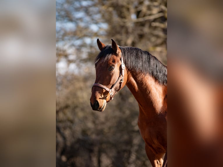 Spanisches Sportpferd Mix Wallach 5 Jahre 167 cm Brauner in Aldingen