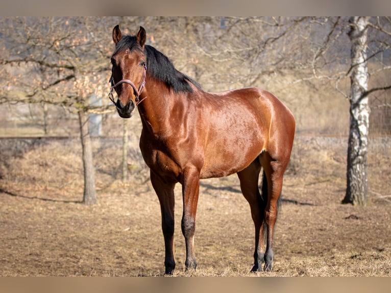 Spanisches Sportpferd Mix Wallach 5 Jahre 167 cm Brauner in Aldingen