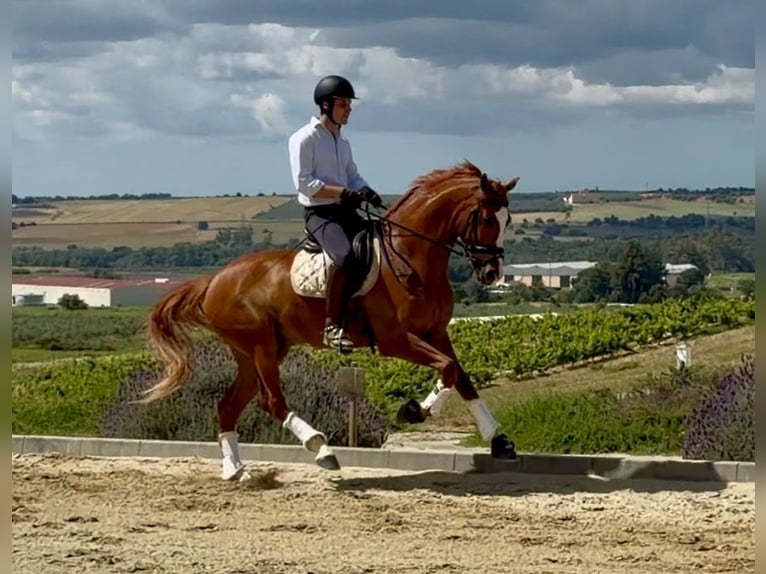 Spanisches Sportpferd Wallach 5 Jahre 169 cm Fuchs in Sevilla