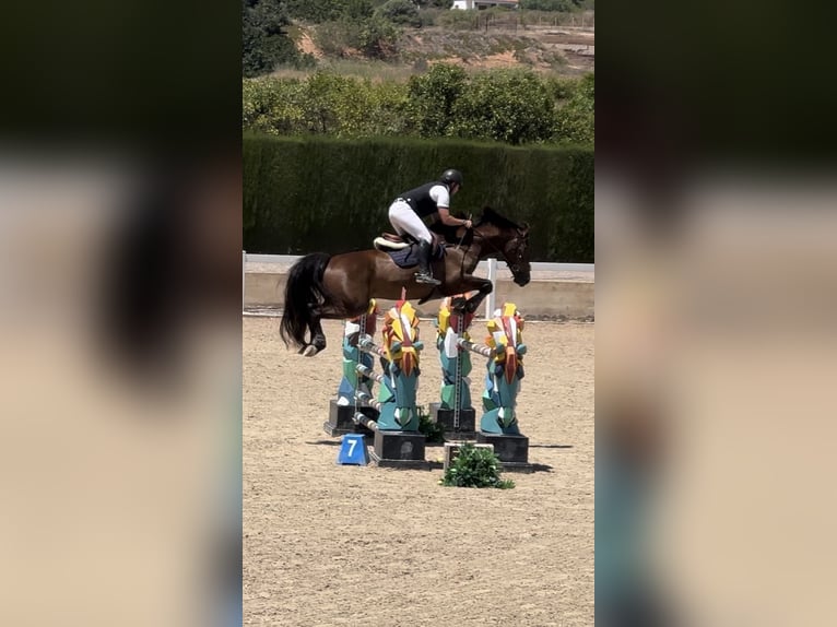 Spanisches Sportpferd Wallach 5 Jahre 172 cm Dunkelbrauner in Castellon De La Plana/Castello De La Pla