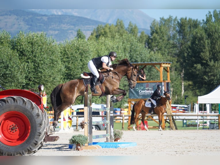 Spanisches Sportpferd Wallach 5 Jahre 172 cm Dunkelbrauner in Castellon De La Plana/Castello De La Pla