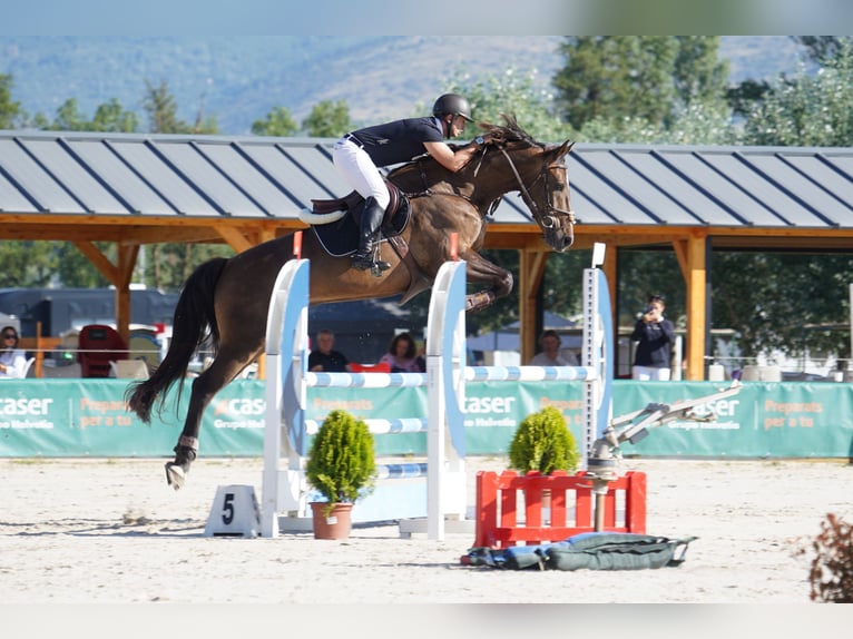 Spanisches Sportpferd Wallach 5 Jahre 172 cm Dunkelbrauner in Castellon De La Plana/Castello De La Pla