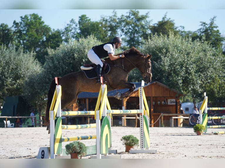 Spanisches Sportpferd Wallach 5 Jahre 172 cm Dunkelbrauner in Castellon De La Plana/Castello De La Pla