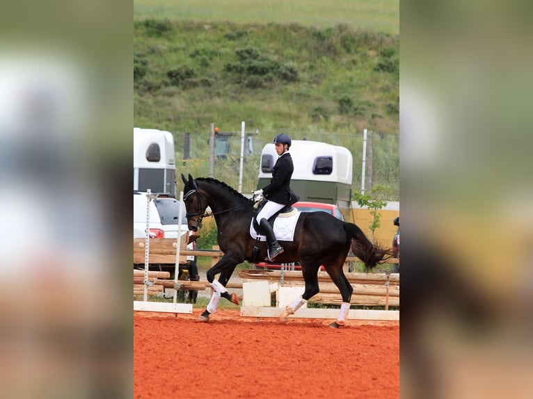 Spanisches Sportpferd Wallach 5 Jahre 175 cm Rappe in Zaragoza
