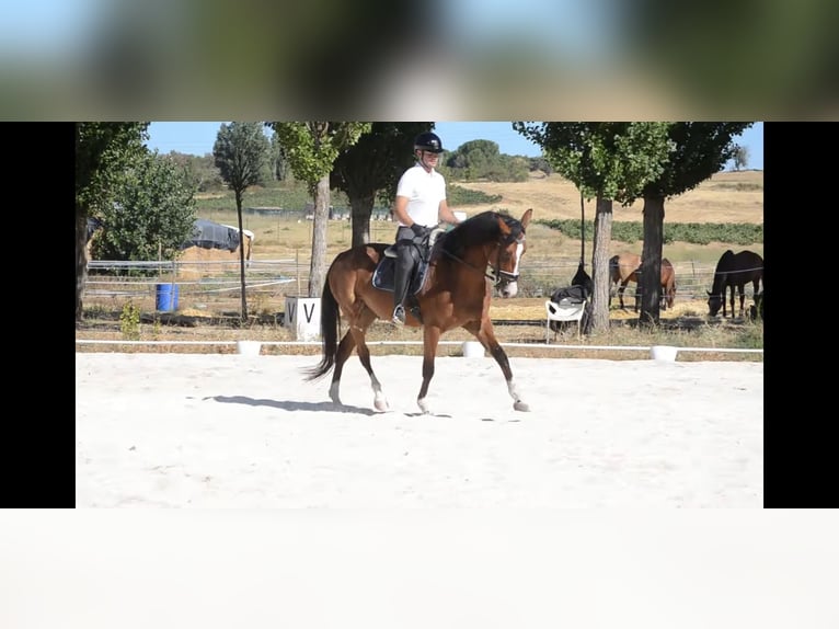 Spanisches Sportpferd Wallach 5 Jahre 175 cm Rotbrauner in Aranda De Duero