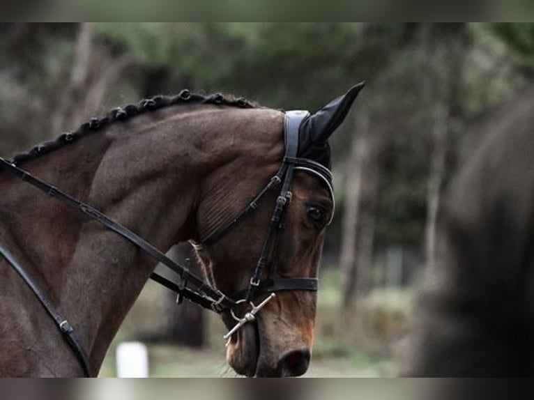 Spanisches Sportpferd Wallach 5 Jahre 176 cm Brauner in Brunete