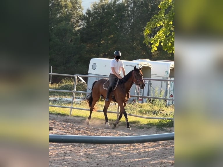 Spanisches Sportpferd Mix Wallach 5 Jahre 179 cm Brauner in Vimbodi
