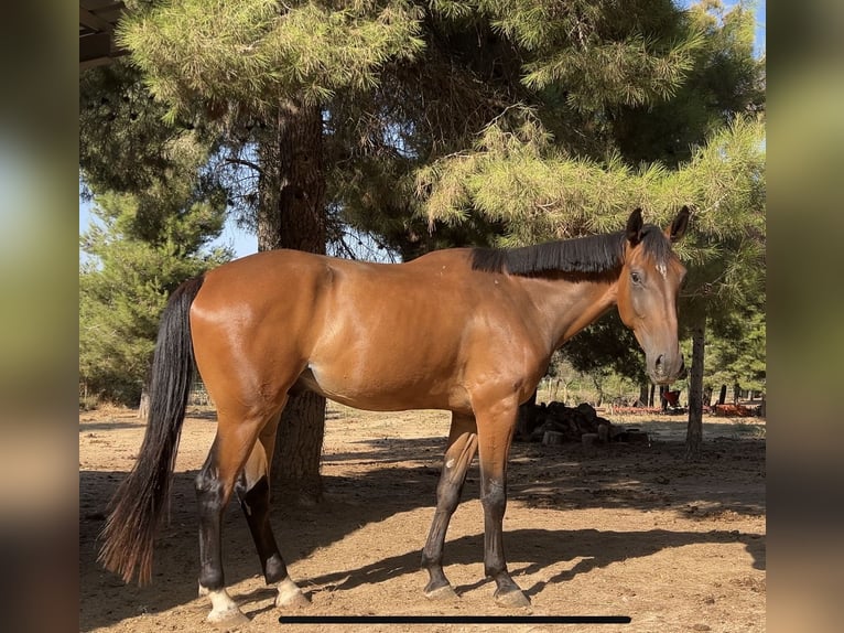 Spanisches Sportpferd Wallach 5 Jahre 180 cm Brauner in Monzon