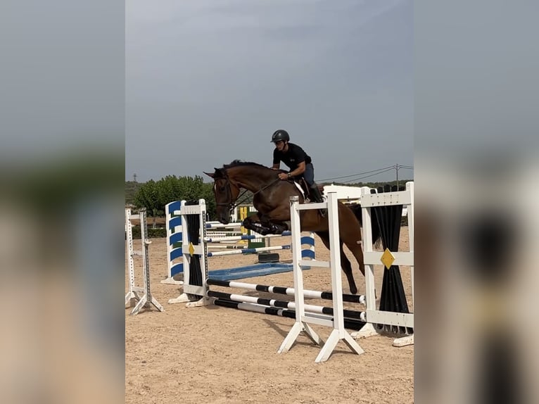 Spanisches Sportpferd Wallach 5 Jahre 180 cm Brauner in Monzón