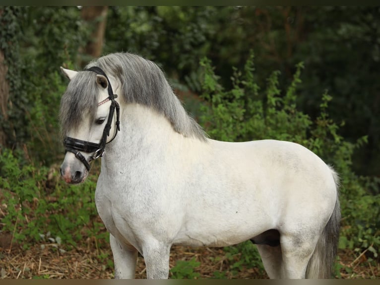 Spanisches Sportpferd Mix Wallach 6 Jahre 118 cm Schimmel in Aalten