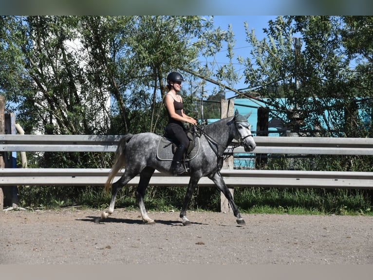 Spanisches Sportpferd Wallach 6 Jahre 148 cm Apfelschimmel in Arnstorf