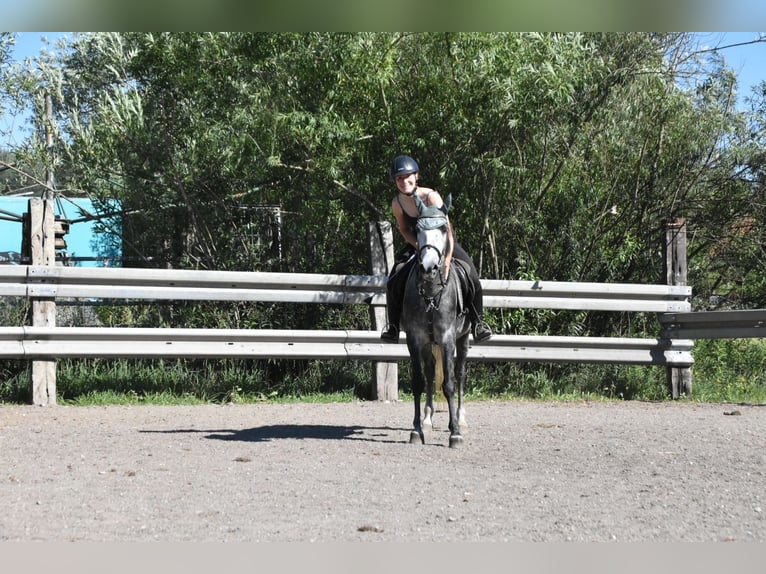 Spanisches Sportpferd Wallach 6 Jahre 148 cm Apfelschimmel in Arnstorf