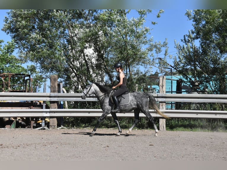 Spanisches Sportpferd Wallach 6 Jahre 148 cm Apfelschimmel in Arnstorf