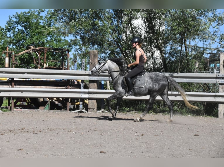 Spanisches Sportpferd Wallach 6 Jahre 148 cm Apfelschimmel in Arnstorf
