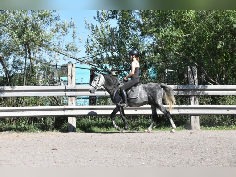 Spanisches Sportpferd Wallach 6 Jahre 148 cm Apfelschimmel in Arnstorf