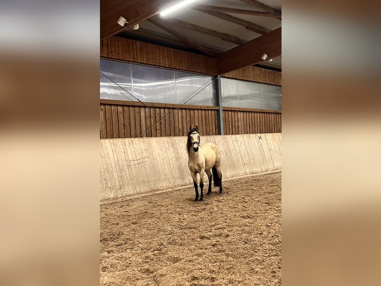 Spanisches Sportpferd Wallach 6 Jahre 148 cm Buckskin in Leipzig