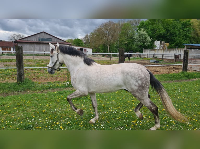 Spanisches Sportpferd Wallach 6 Jahre 156 cm Schimmel in Neuburg an der Donau