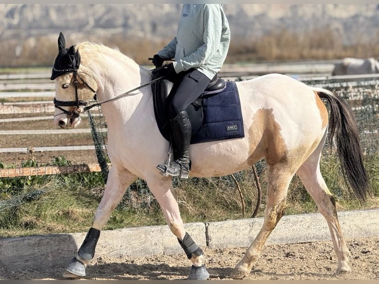 Spanisches Sportpferd Wallach 6 Jahre 158 cm Schecke in Zaragoza