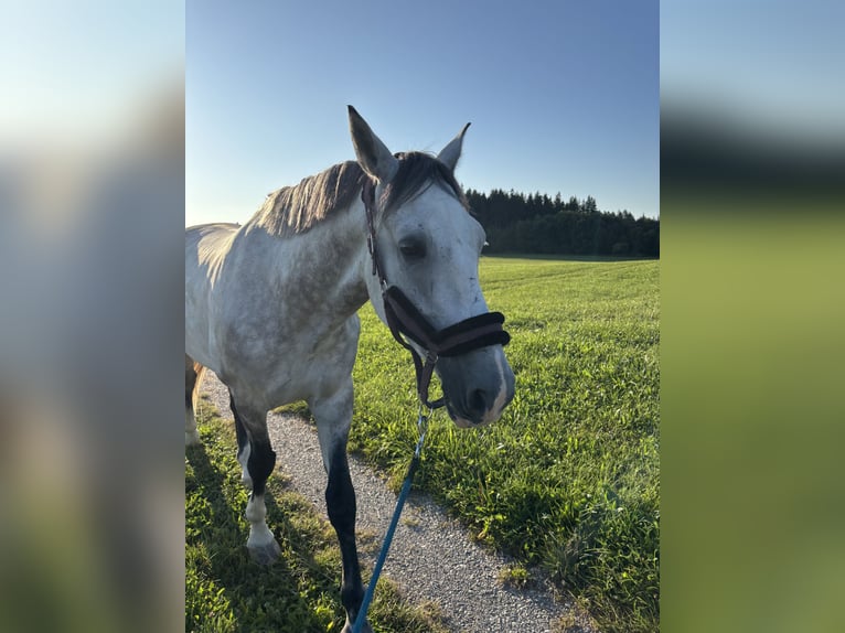 Spanisches Sportpferd Wallach 6 Jahre 162 cm Rappschimmel in Kaufbeuren