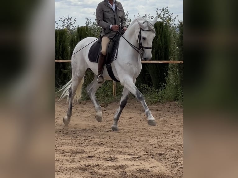 Spanisches Sportpferd Wallach 6 Jahre 165 cm Schimmel in Jardinito, El (Cordoba) (Finca)Córdoba