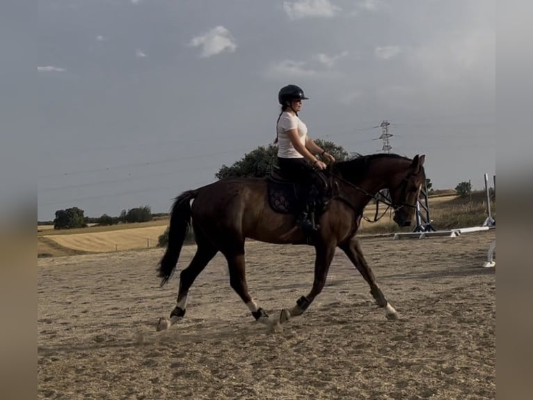 Spanisches Sportpferd Wallach 6 Jahre 168 cm Dunkelfuchs in Sevilla la nueva