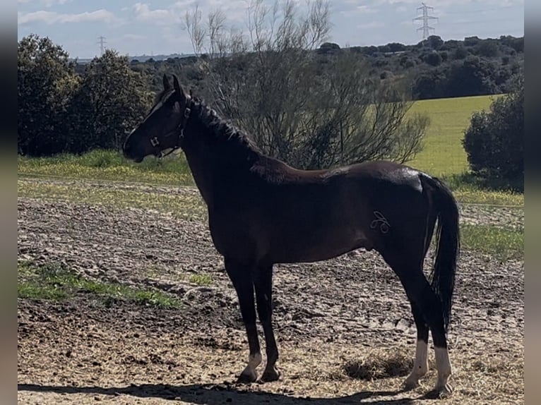 Spanisches Sportpferd Wallach 6 Jahre 168 cm Dunkelfuchs in Sevilla la nueva