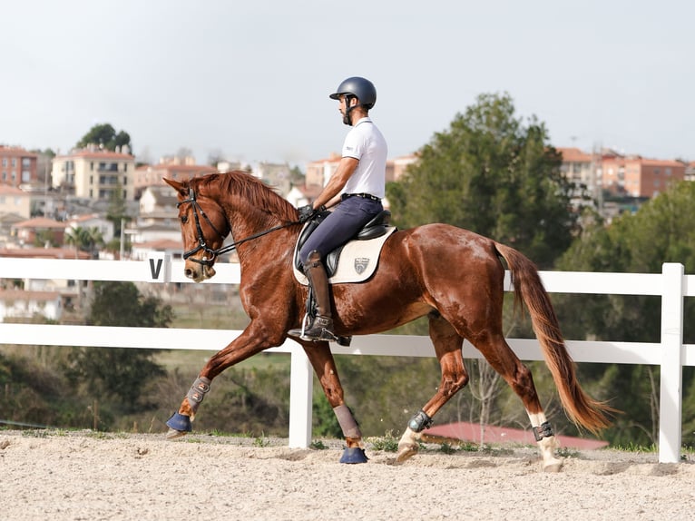 Spanisches Sportpferd Wallach 6 Jahre 168 cm Fuchs in Sant Cugat Del Valles