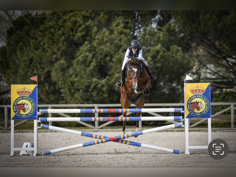 Spanisches Sportpferd Wallach 6 Jahre 168 cm Hellbrauner in Tordesillas