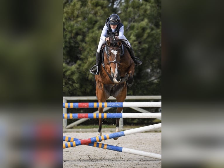 Spanisches Sportpferd Wallach 6 Jahre 168 cm Hellbrauner in Tordesillas