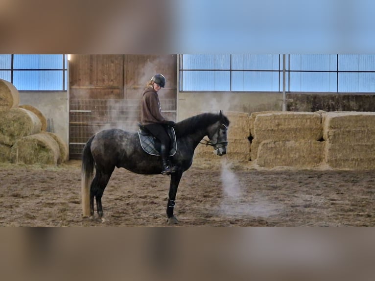 Spanisches Sportpferd Wallach 6 Jahre 170 cm Schimmel in Nordenham