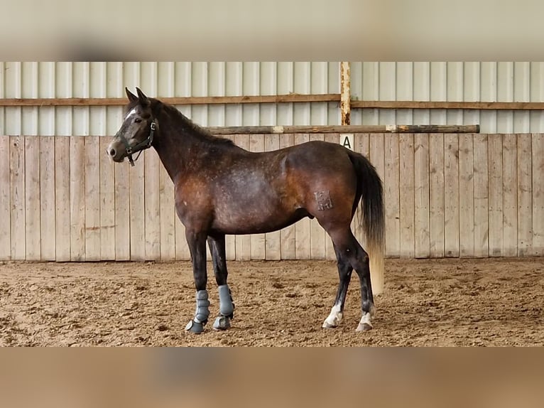 Spanisches Sportpferd Wallach 6 Jahre 170 cm Schimmel in Nordenham