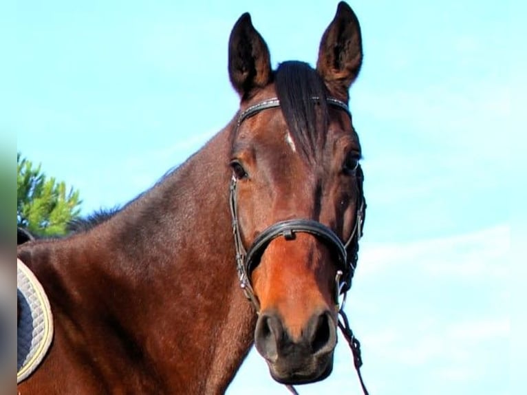 Spanisches Sportpferd Wallach 6 Jahre 172 cm Brauner in Caceres